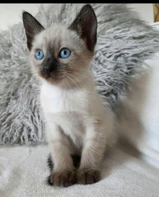 Buy Siamese cat in india – Adorable Siamese kittens for Sale